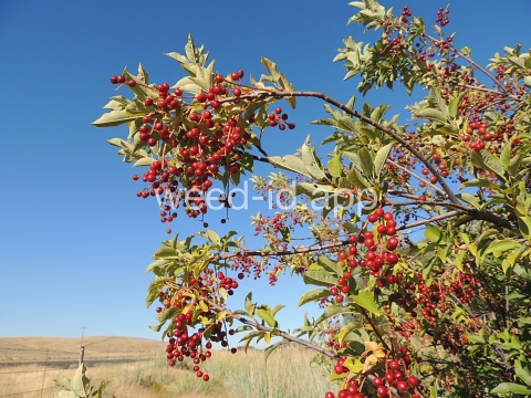chokecherry, common
